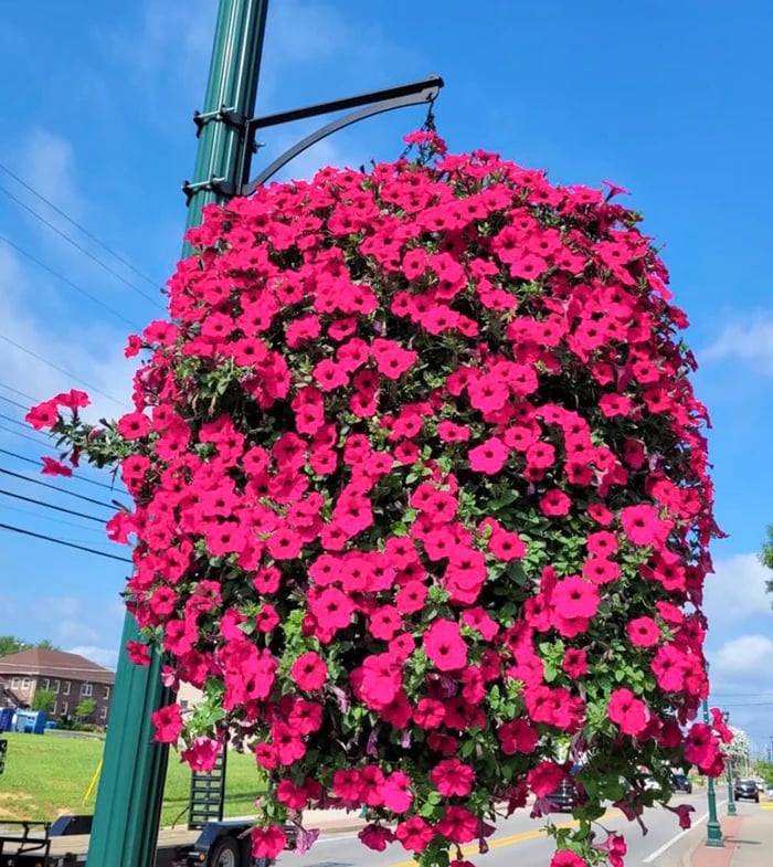 Offre spéciale de la semaine : 75 % de réduction sur une fleur artificielle à effet UV